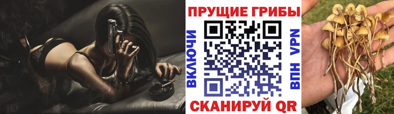 Купить  Староминская  Псилоцибиновые грибы мицелий 